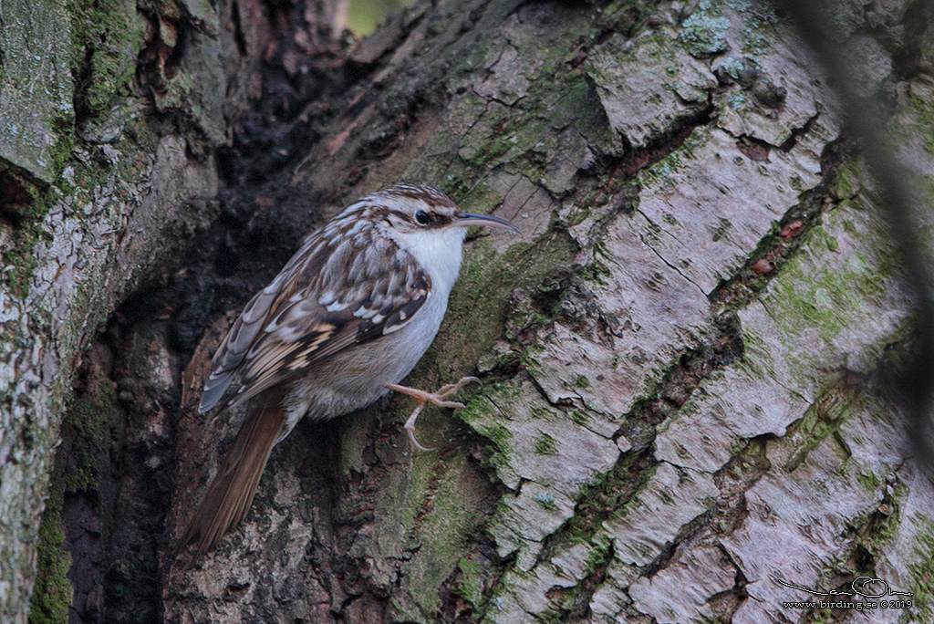 TRDGRDSTRDKRYPARE / SHORT-TOED TREECREEPER (Certhia brachydactyla) - Stng / Close