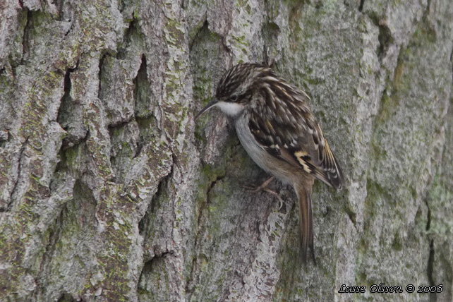 TRDGRDSTRDKRYPARE / SHORT-TOED TREECREEPER (Certhia brachydactyla)