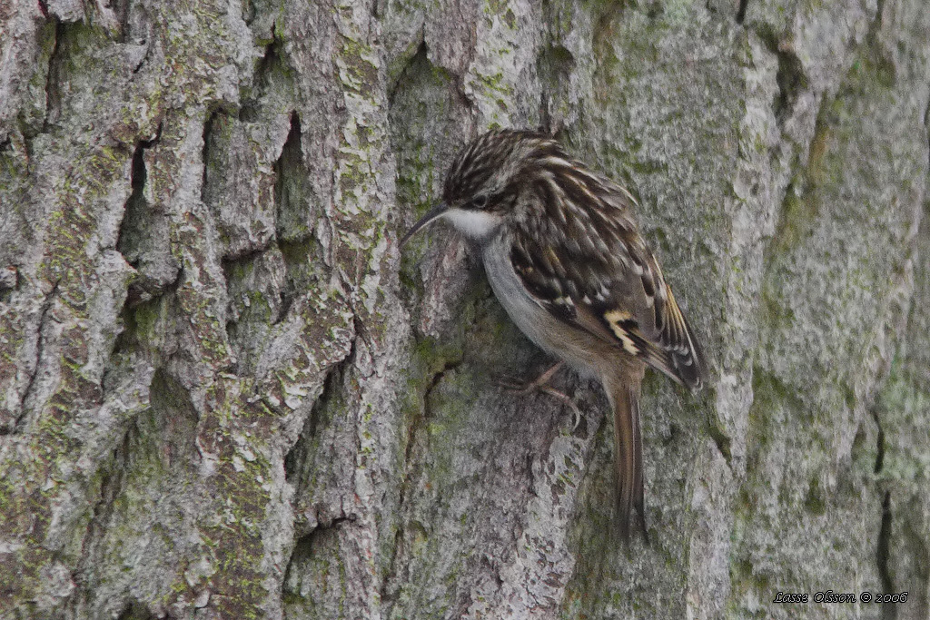 TRDGRDSTRDKRYPARE / SHORT-TOED TREECREEPER (Certhia brachydactyla) - Stng / Close