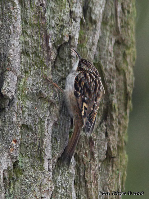 TRDGRDSTRDKRYPARE / SHORT-TOED TREECREEPER (Certhia brachydactyla)