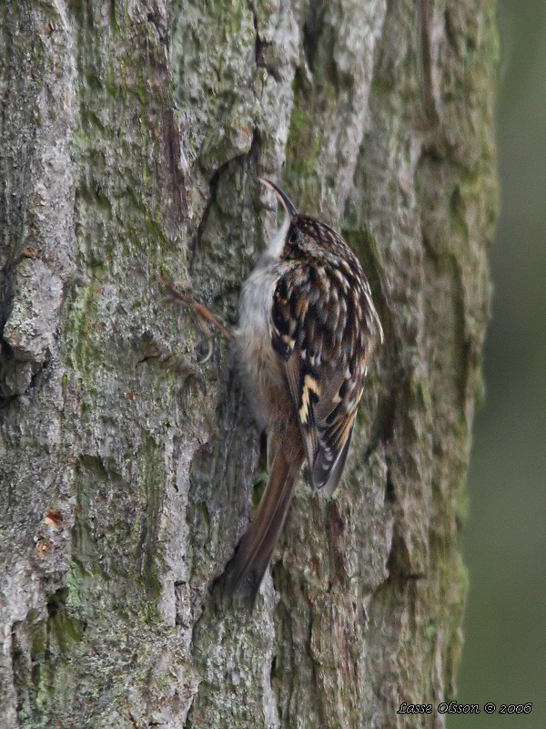 TRDGRDSTRDKRYPARE / SHORT-TOED TREECREEPER (Certhia brachydactyla) - Stng / Close