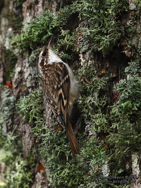 TRÄDKRYPARE / EURASIAN TREECREEPER (Certhia familiaris) - STOR BILD / FULL SIZE