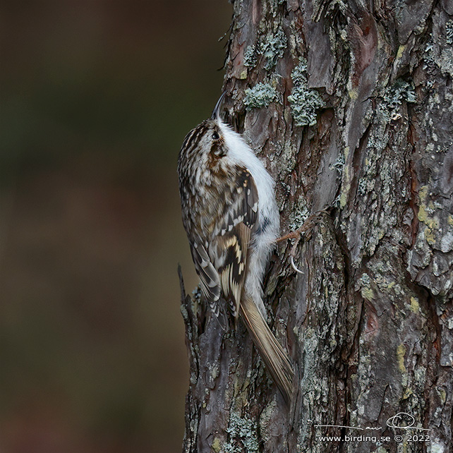 TRÄDKRYPARE / EURASIAN TREECREEPER (Certhia familiaris) - STOR BILD / FULL SIZE