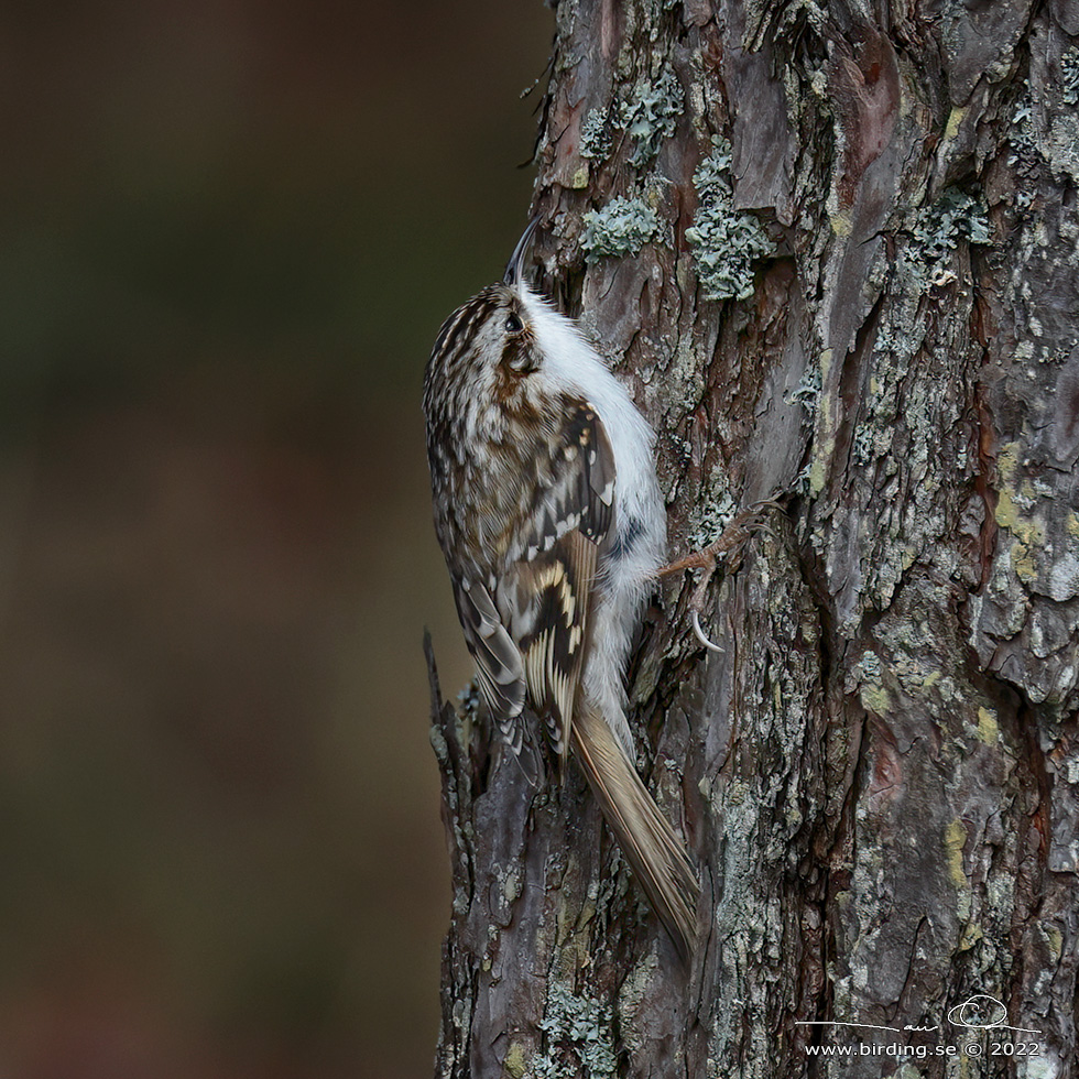 TRÄDKRYPARE / EURASIAN TREECREEPER (Certhia familiaris) - Stäng / Close