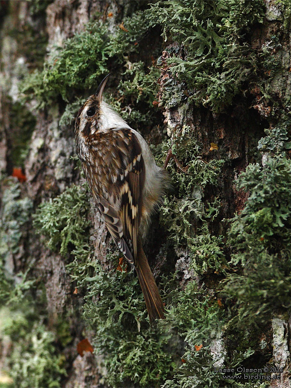 TRÄDKRYPARE / EURASIAN TREECREEPER (Certhia familiaris) - Stäng / Close