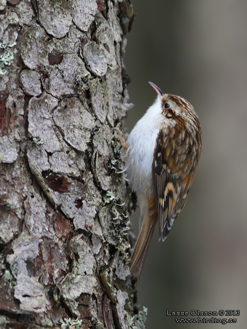 TRÄDKRYPARE / EURASIAN TREECREEPER (Certhia familiaris) - STOR BILD / FULL SIZE