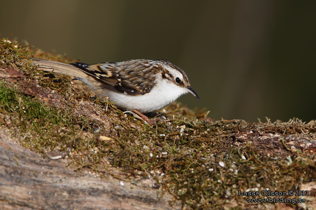 TRÄDKRYPARE / EURASIAN TREECREEPER (Certhia familiaris) - STOR BILD / FULL SIZE