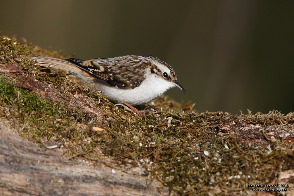 TRÄDKRYPARE / EURASIAN TREECREEPER (Certhia familiaris) - Stäng / Close