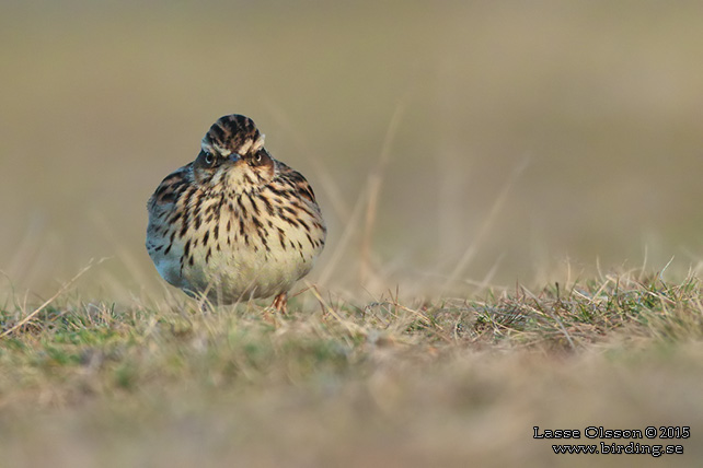 TRÄDLÄRKA / WOOD LARK (Lululla arborea) - stor bild / full size