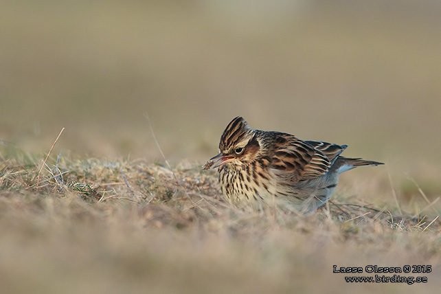 TRÄDLÄRKA / WOOD LARK (Lululla arborea) - stor bild / full size