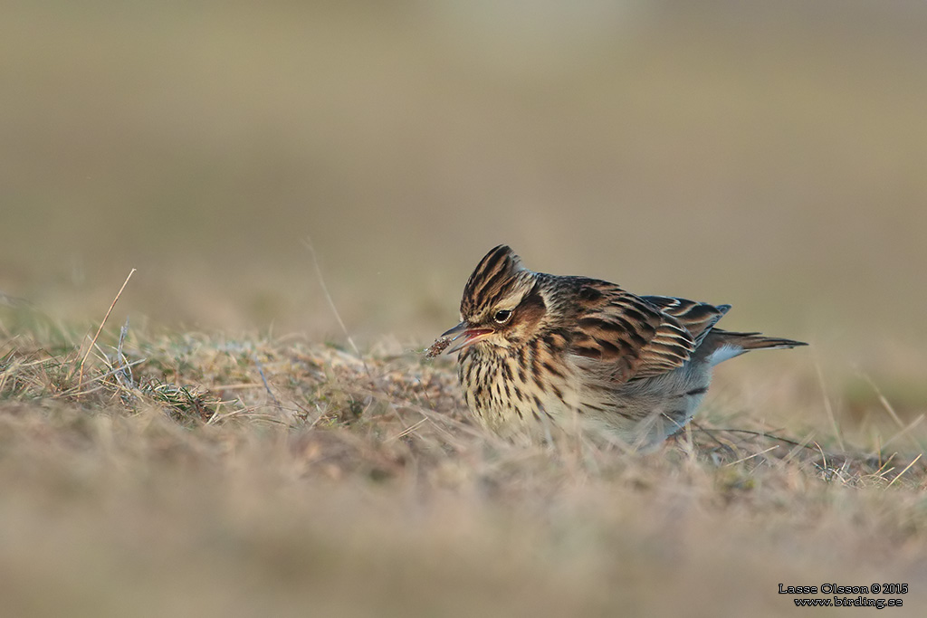 TRÄDLÄRKA / WOOD LARK (Lululla arborea) - Stäng / Close