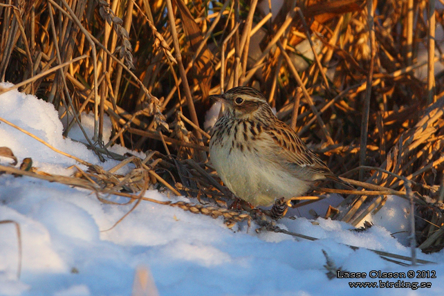 TRÄDLÄRKA / WOOD LARK (Lululla arborea) - stor bild / full size