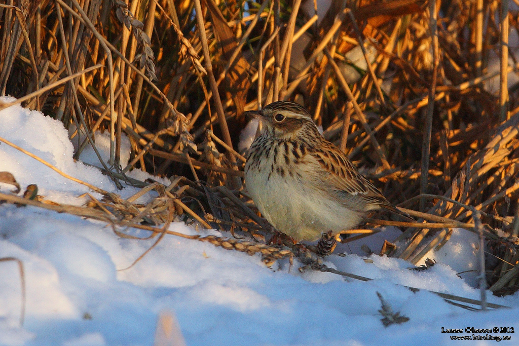 TRÄDLÄRKA / WOOD LARK (Lululla arborea) - Stäng / Close