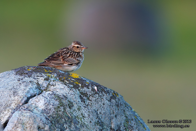 TRÄDLÄRKA / WOOD LARK (Lululla arborea) - stor bild / full size