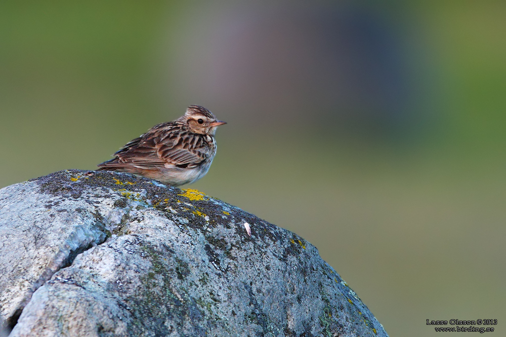 TRÄDLÄRKA / WOOD LARK (Lululla arborea) - Stäng / Close