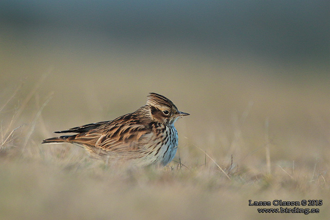 TRÄDLÄRKA / WOOD LARK (Lululla arborea) - stor bild / full size