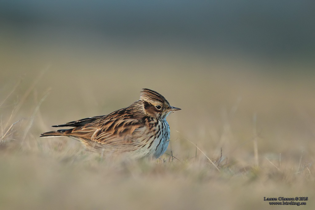 TRÄDLÄRKA / WOOD LARK (Lululla arborea) - Stäng / Close