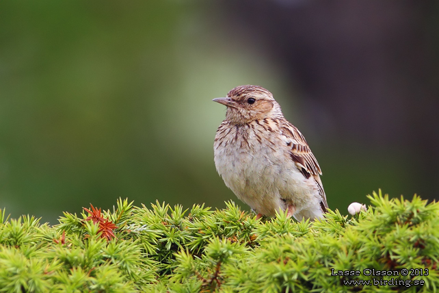 TRÄDLÄRKA / WOOD LARK (Lululla arborea) - stor bild / full size