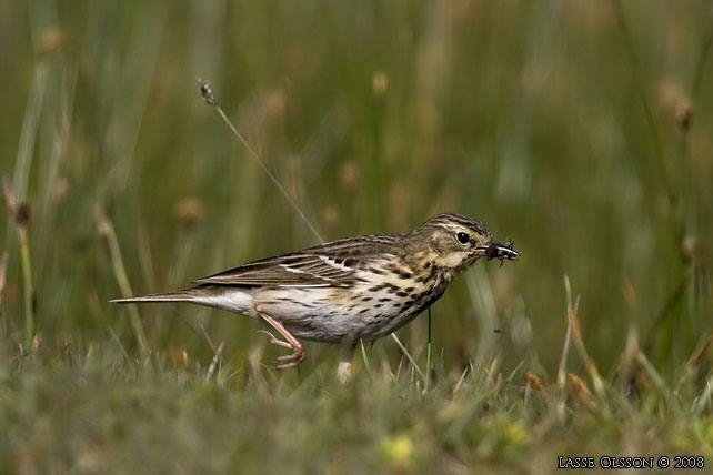 TRDPIPLRKA / TREE PIPIT (Anthus trivialis) - stor bild / full size