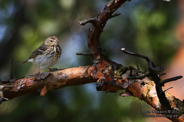 TRÄDPIPLÄRKA / TREE PIPIT (Anthus trivialis) - stor bild / full size