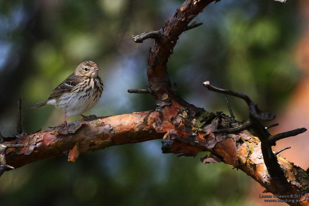 TRDPIPLRKA / TREE PIPIT (Anthus trivialis) - Stng / Close