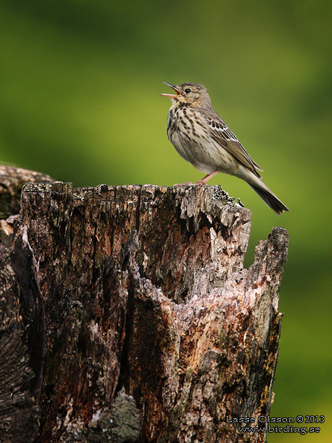 TRÄDPIPLÄRKA / TREE PIPIT (Anthus trivialis) - stor bild / full size