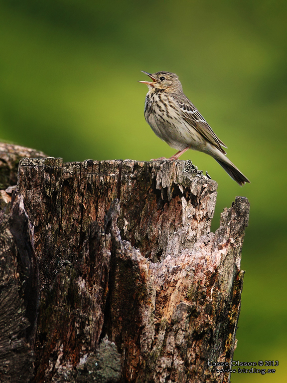 TRDPIPLRKA / TREE PIPIT (Anthus trivialis) - Stng / Close