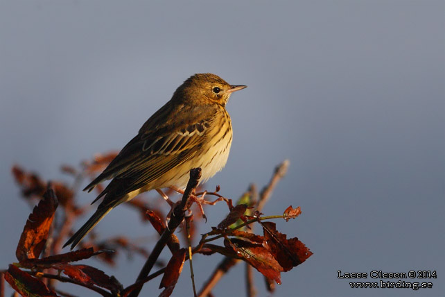 TRÄDPIPLÄRKA / TREE PIPIT (Anthus trivialis) - stor bild / full size