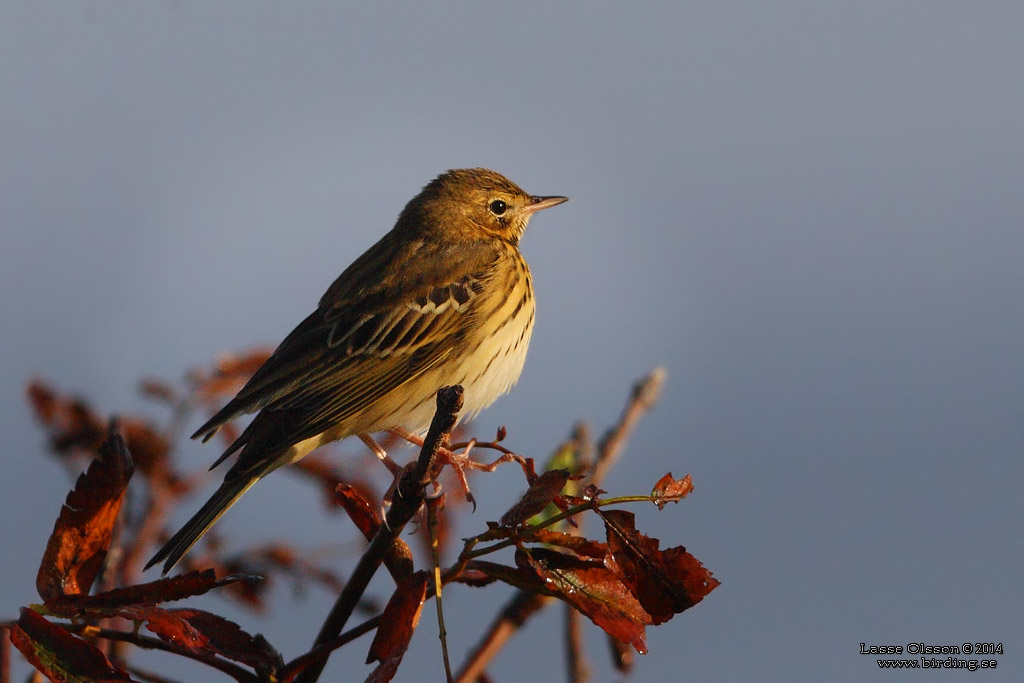 TRDPIPLRKA / TREE PIPIT (Anthus trivialis) - Stng / Close