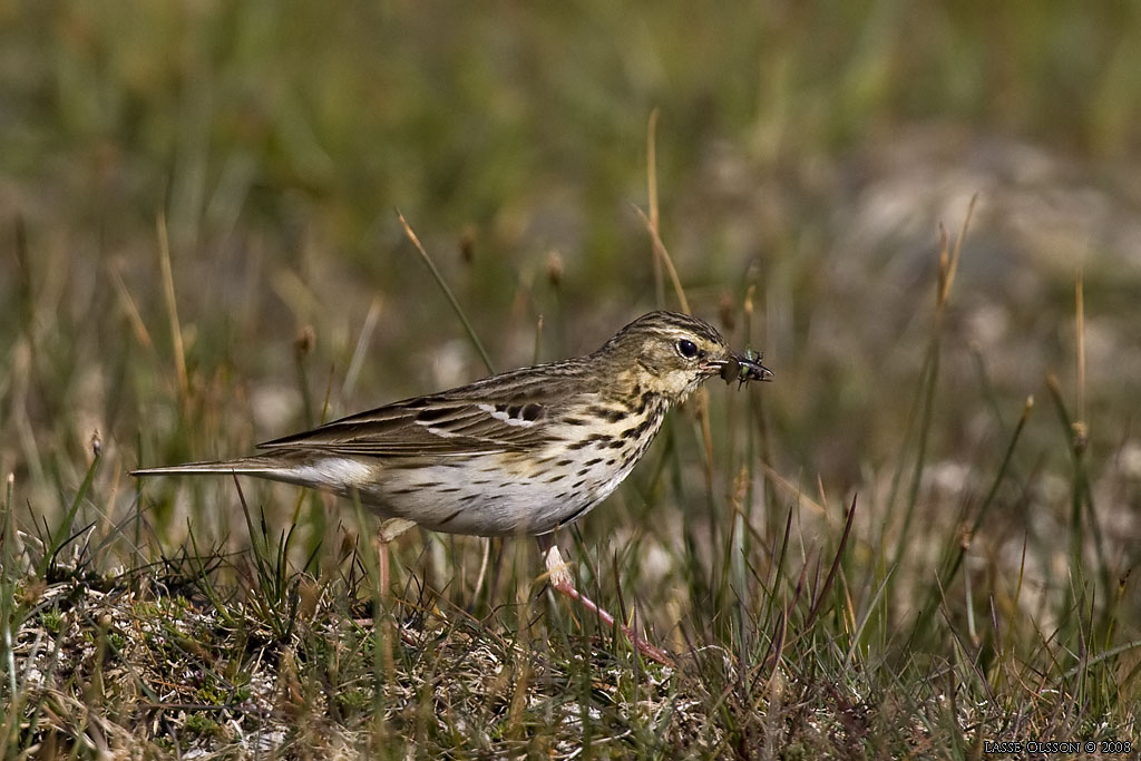 TRDPIPLRKA / TREE PIPIT (Anthus trivialis) - Stng / Close