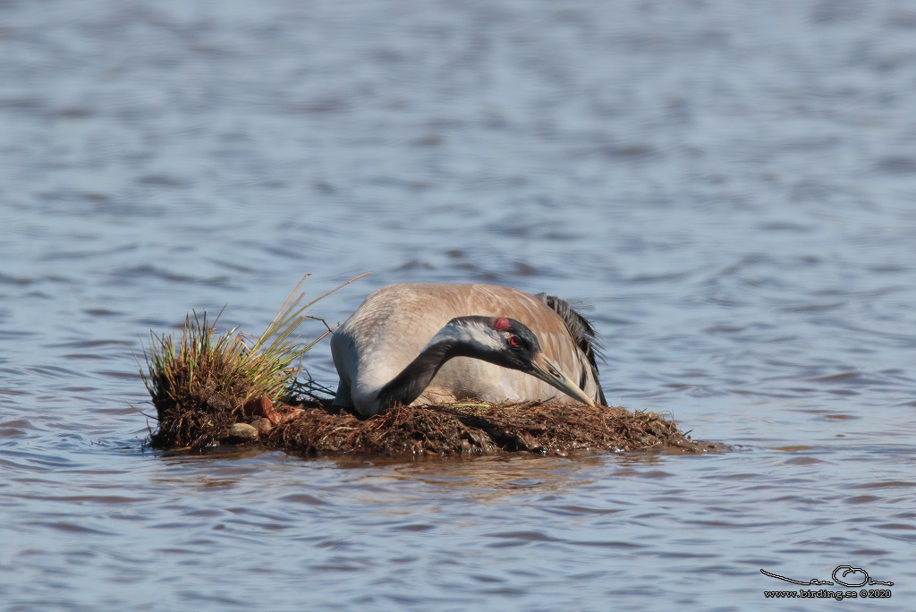 TRANA / COMMON CRANE (Grus grus) - Stng / Close