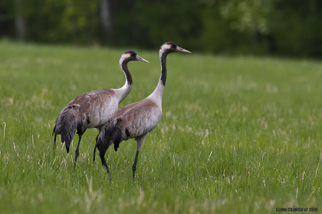 TRANA / COMMON CRANE (Grus grus) - Stng / Close