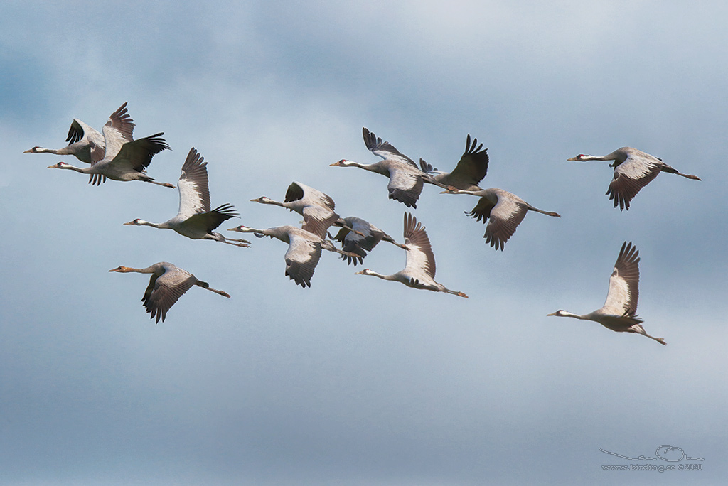 TRANA / COMMON CRANE (Grus grus) - Stng / Close