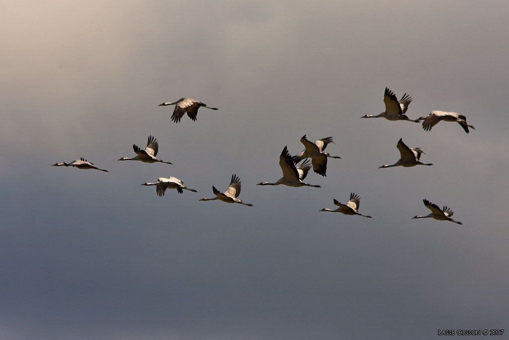 TRANA / COMMON CRANE (Grus grus) - Stng / Close