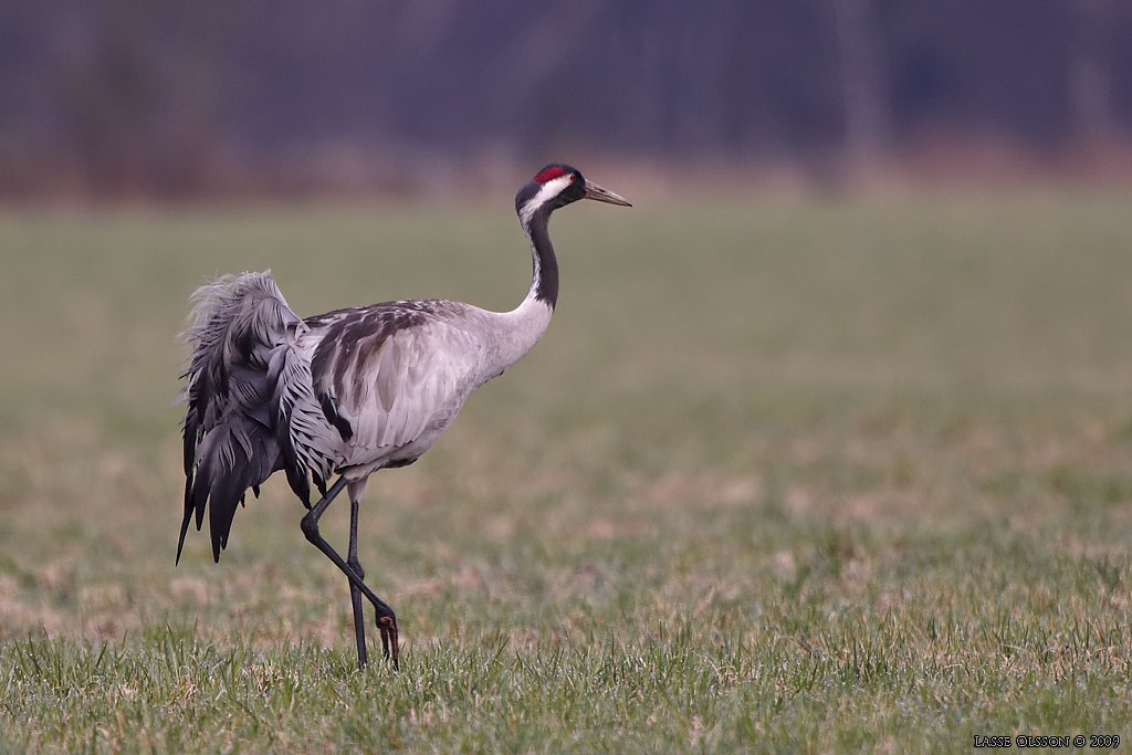 TRANA / COMMON CRANE (Grus grus) - Stng / Close