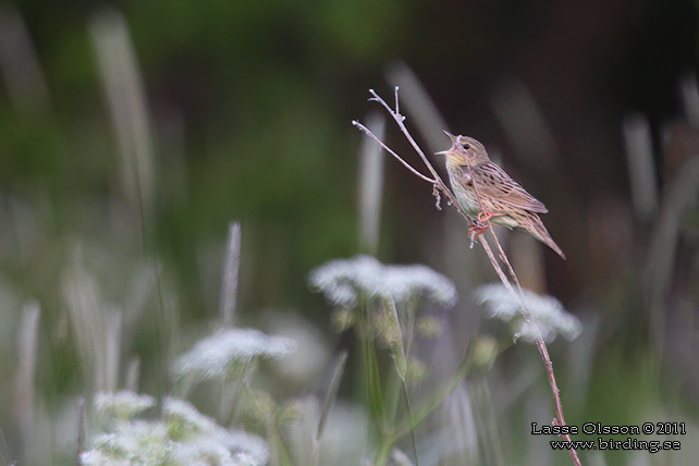 TRÄSKSÅNGARE / LANCEOLATED WARBLER (Locustella lanceolata)