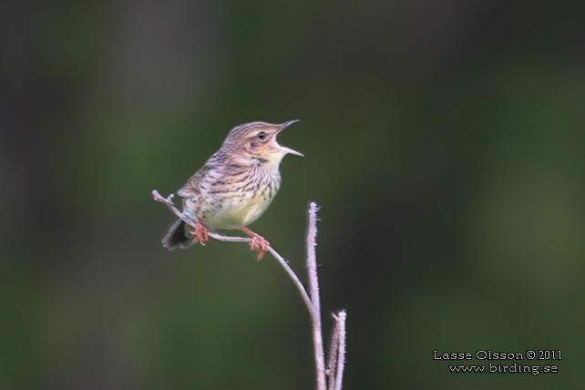 TRÄSKSÅNGARE / LANCEOLATED WARBLER (Locustella lanceolata)