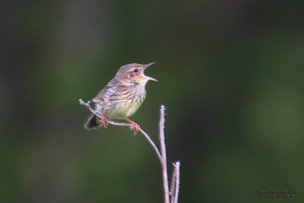 TRSKSNGARE / LANCEOLATED WARBLER (Locustella lanceolata) - Stng / Close