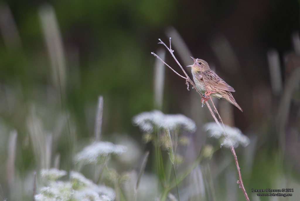 TRSKSNGARE / LANCEOLATED WARBLER (Locustella lanceolata) - Stng / Close