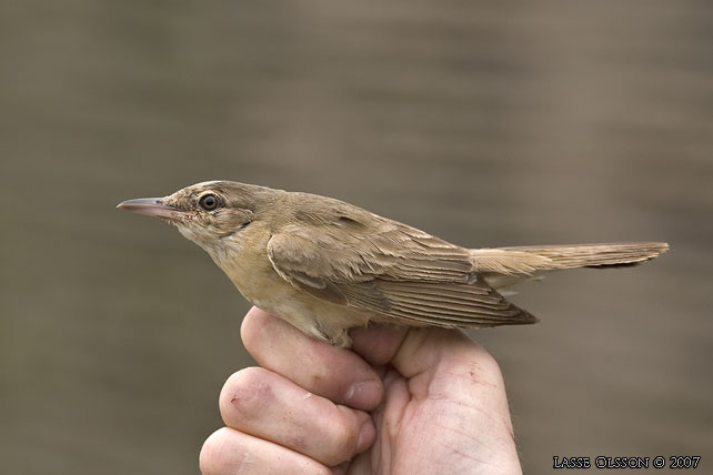 TRASTSNGARE / GREAT REED WARBLER (Acrocephalus arundinaceus) -  stor bild / full size