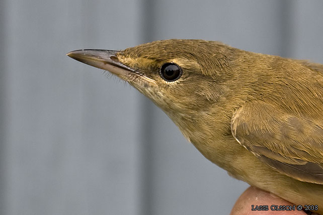 TRASTSNGARE / GREAT REED WARBLER (Acrocephalus arundinaceus) -  stor bild / full size