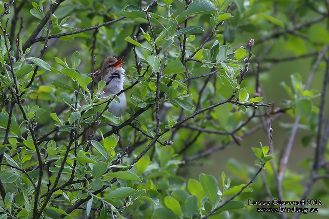 TRASTSÅNGARE / GREAT REED WARBLER (Acrocephalus arundinaceus) -  stor bild / full size