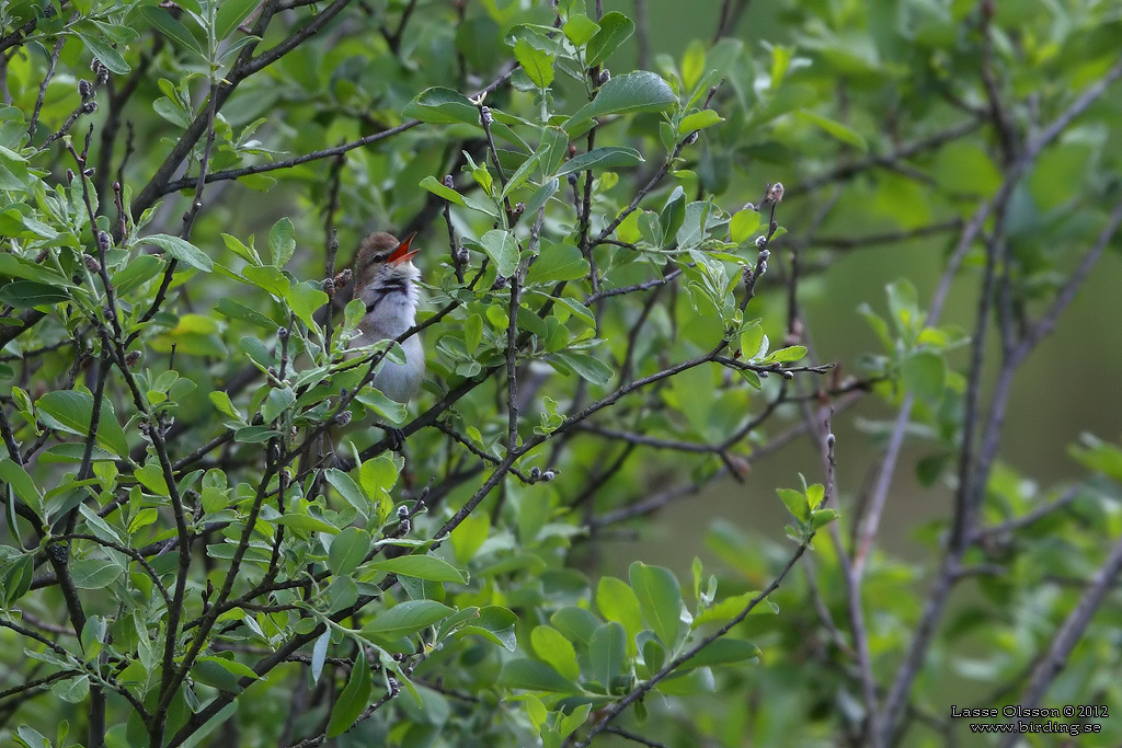 TRASTSNGARE / GREAT REED WARBLER (Acrocephalus arundinaceus) - Stng / Close