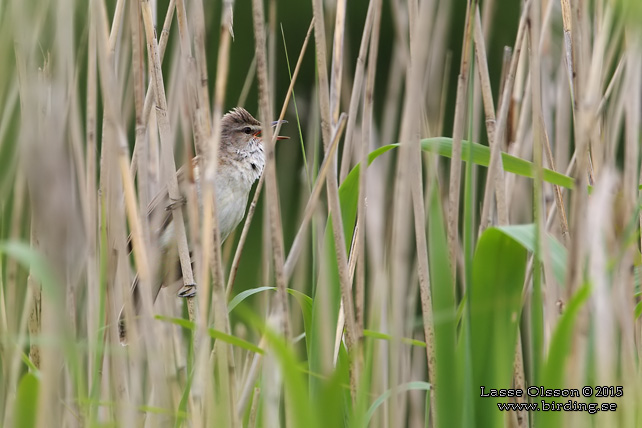 TRASTSÅNGARE / GREAT REED WARBLER (Acrocephalus arundinaceus) -  stor bild / full size