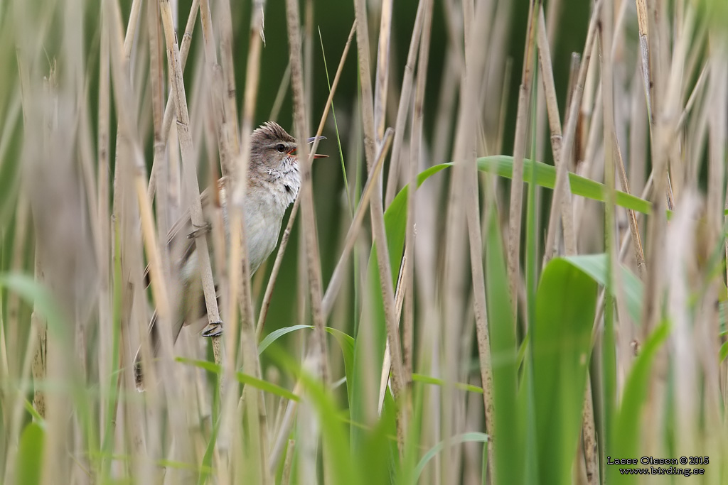 TRASTSNGARE / GREAT REED WARBLER (Acrocephalus arundinaceus) - Stng / Close