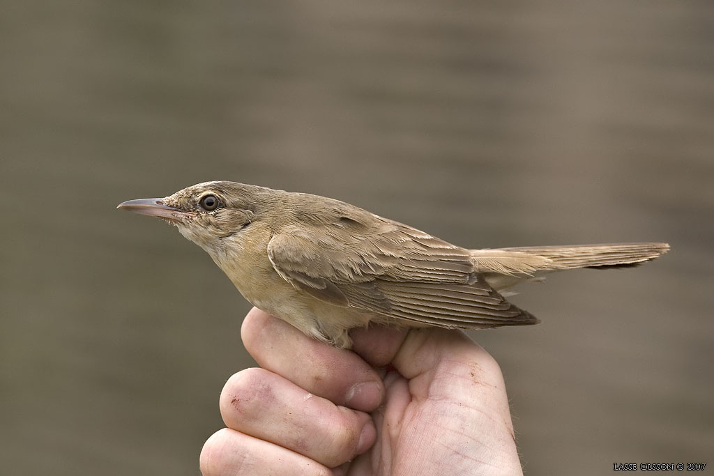 TRASTSNGARE / GREAT REED WARBLER (Acrocephalus arundinaceus) - Stng / Close