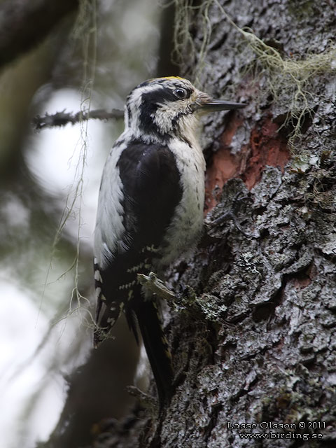 TRETIG HACKSPETT / EURASIAN THREE-TOED WOODPECKER (Picoides tridactylus) - hona / female