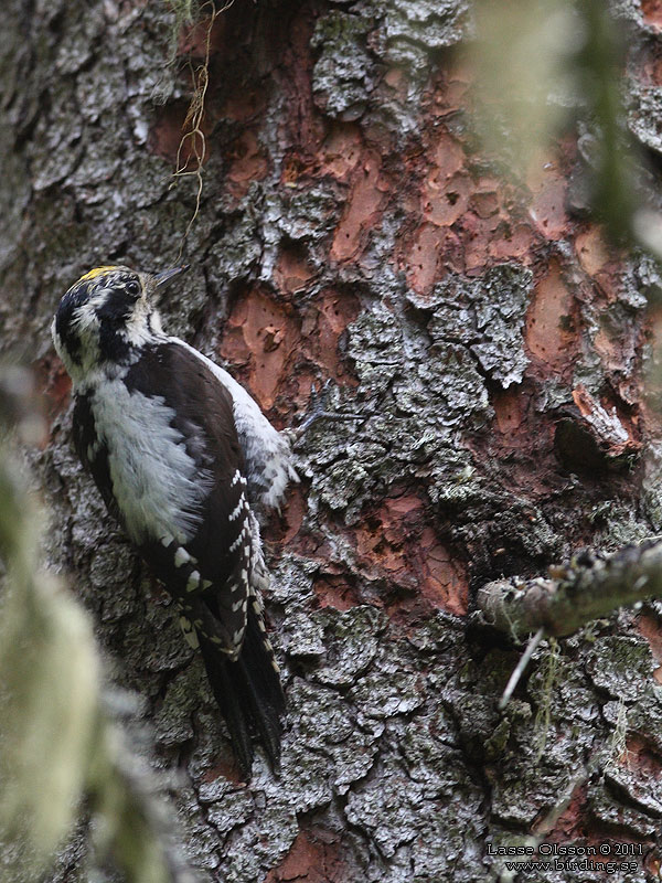  EURASIAN THREE-TOED WOODPECKER (Picoides tridactylus) - Stäng / Close