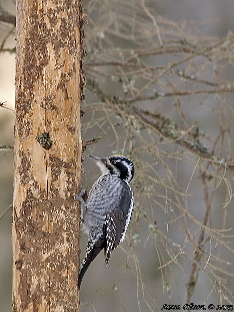 TRETIG HACKSPETT / EURASIAN THREE-TOED WOODPECKER (Picoides tridactylus) - hanne / male