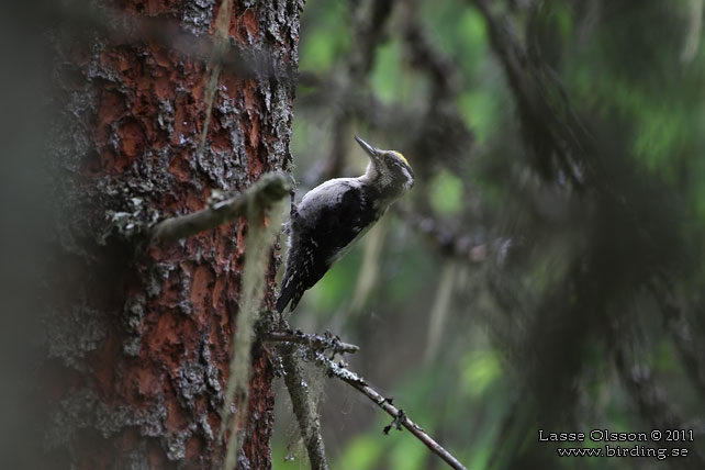 TRETÅIG HACKSPETT / EURASIAN THREE-TOED WOODPECKER (Picoides tridactylus) - STOR BILD / FULL SIZE